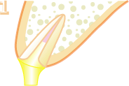 �y���ڒ����܂�